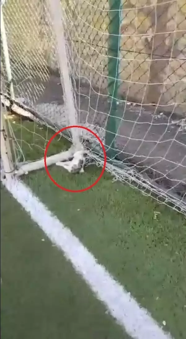 Futbol oynamaya giden gençler, kale ağlarına asılı iki kedi ölüsüyle karşılaştı