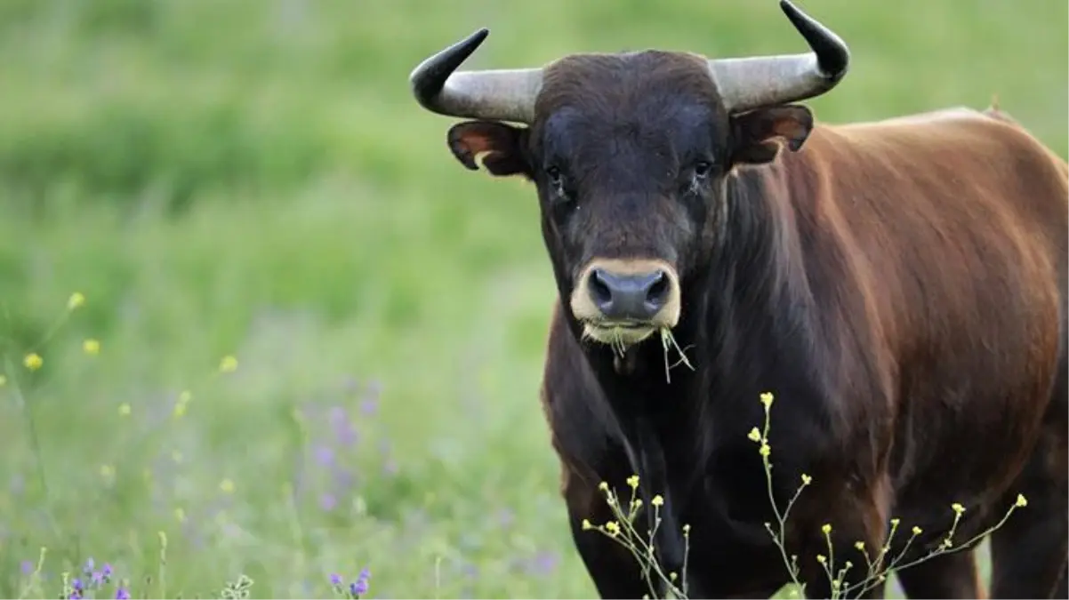 İnsan hareketleriyle yattı, öküz hareketleriyle kalktı! Doktorlar bile bu hastalığa çare bulamıyor