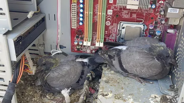 Evin balkonunda unutulan bilgisayar kasası güvercinlere yuva oldu Evin balkonunda unutulan bilgisayar kasası güvercinlere yuva oldu