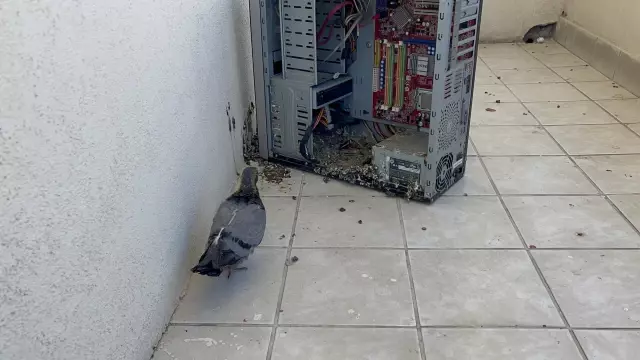 Evin balkonunda unutulan bilgisayar kasası güvercinlere yuva oldu Evin balkonunda unutulan bilgisayar kasası güvercinlere yuva oldu