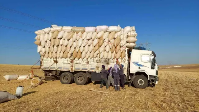 Ay ışığında çalışıyorlar, günlük 500 lira kazanıyorlar