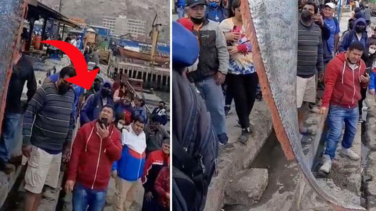 Balıkçıların ağına takılan devasa balık kenti ayağa kaldırdı, görmek isteyen iskeleye koştu