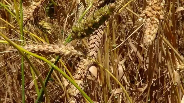 Bu buğday başka bir buğday