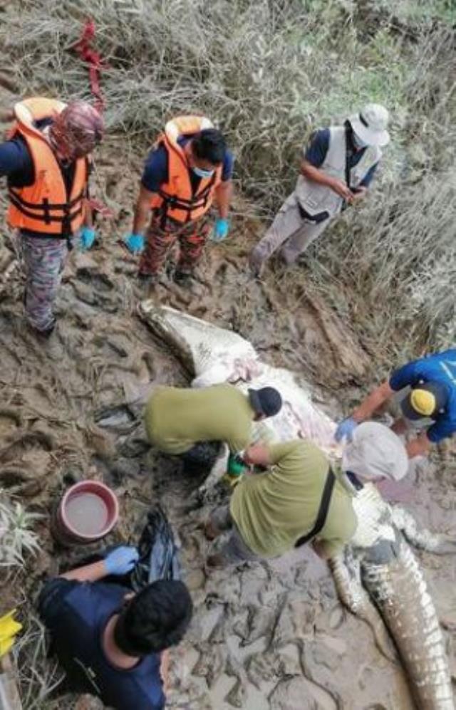 Nehirden mermi gibi fırlayıp genci yutan timsahın midesi açıldı, ortaya çıkan manzara acılı teyzeyi yıktı