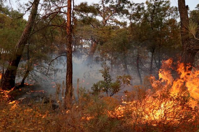 Son Dakika: Datça'daki orman yangını kontrol altına alındı, soğutma çalışmaları devam ediyor Son Dakika: Datça'daki orman yangını kontrol altına alındı, soğutma çalışmaları devam ediyor