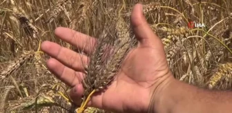 Yaklaşık 4 yıl önce ekimine başlanılan ata mirası siyez buğday yaygınlaşmaya başladı