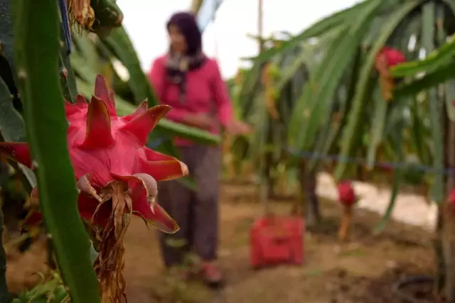 Ejder meyvesinde hasat başladı! Kilosu 100 TL'den satılıyor, otel ve marketlerden talep çok Ejder meyvesinde hasat başladı! Kilosu 100 TL'den satılıyor, otel ve marketlerden talep çok