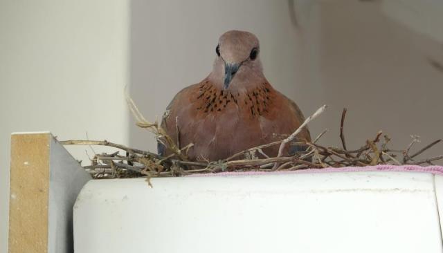 Kuş klimaya yuva yaptı... 40 derecelik sıcağa rağmen çalıştırmıyor