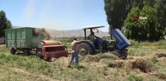 Çiftçilerin Muş Ovası'nda sıcak havada zorlu patos mesaisi