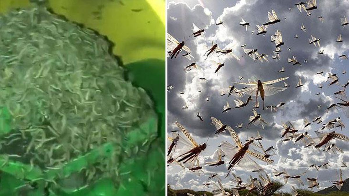 Trakya'dan tarlalara giriş yapıp her yeri istila eden çekirgeler ve tırtıllar, Marmara'ya doğru ilerliyor