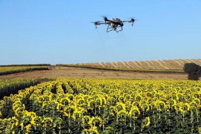 800 bin ton ayçiçek tehlikedeydi! Üç ilimizi istila eden tırtıl istilası kontrol altına alındı