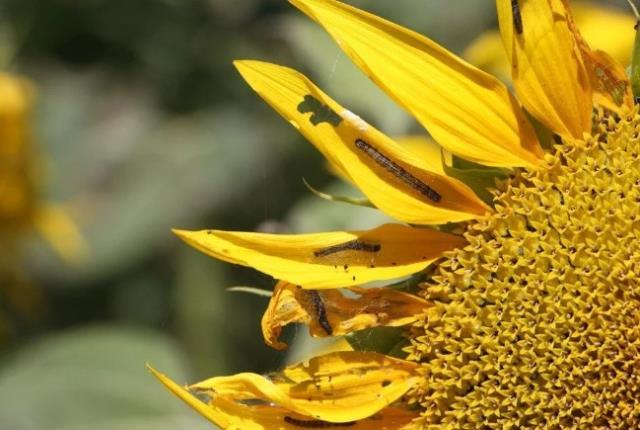 800 bin ton ayçiçek tehlikedeydi! Üç ilimizi istila eden tırtıl istilası kontrol altına alındı