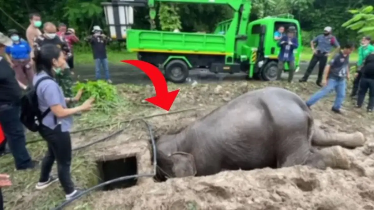 Filin acı içinde bağırarak çukuru kazdığını gören ekipler, yanına gidince yavrusunu kurtarmaya çalıştığını fark etti