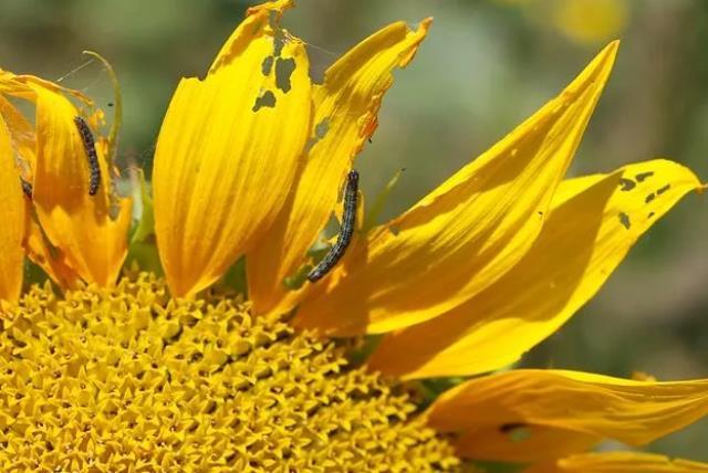 Trakya'daki tırtıl istilasının arkasında Bill Gates'in olduğu iddiası sosyal medya gündem yarattı