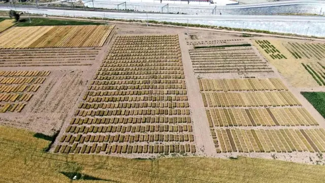 Türkiye'nin tarımda kaderini değiştirecek! Türk bilim adamları 2 bin 500 genotip üzerinde çalışıyor