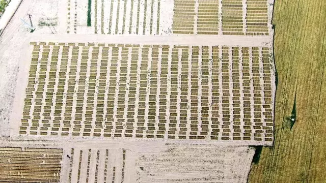 Türkiye'nin tarımda kaderini değiştirecek! Türk bilim adamları 2 bin 500 genotip üzerinde çalışıyor