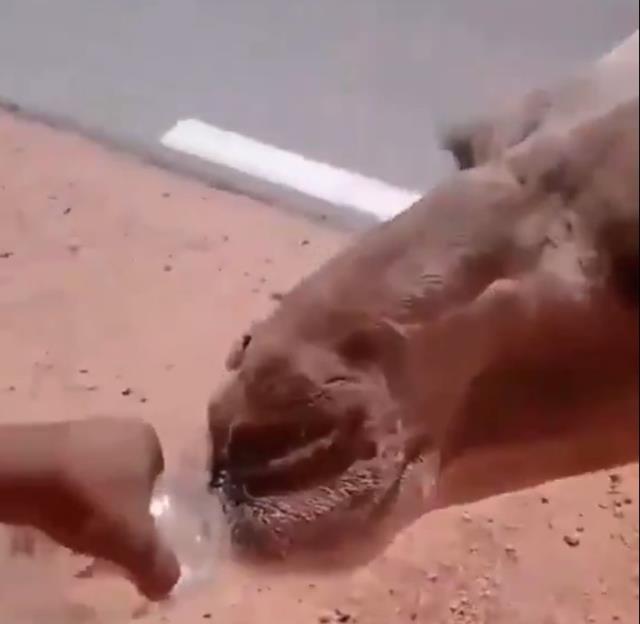 60 derece sıcaklıktaki çölün ortasında baygın deveyi gördü, pet şişeyle su içirdi
