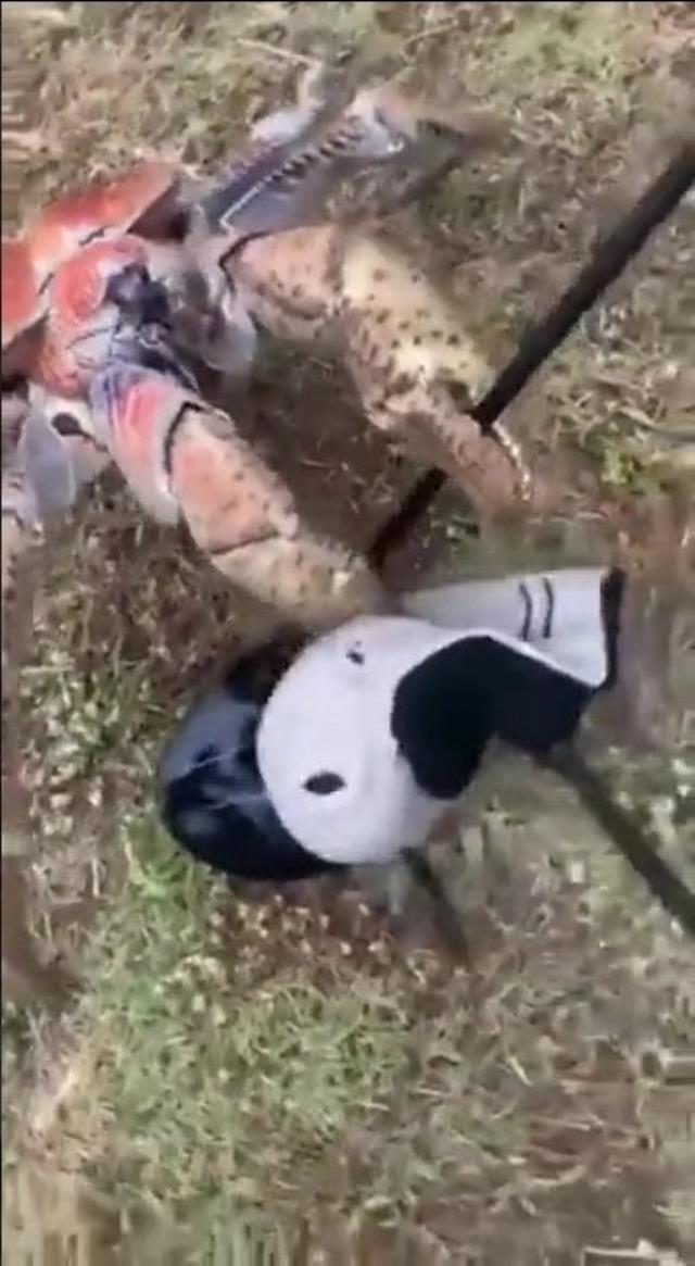 Delicesine güçlü yengeç, golf sopasını ikiye böldü