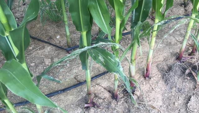 Edirne ve Tekirdağ'dan sonra tırtıl istilası bir ilimizde daha görüldü