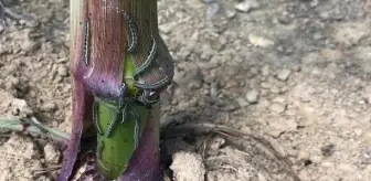 Edirne ve Tekirdağ'dan sonra tırtıl istilası bir ilimizde daha görüldü