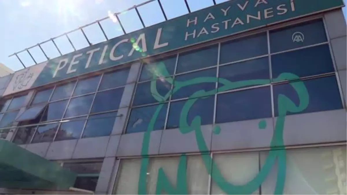 Yaralı halde bulunan kaplumbağa tedavi edildi