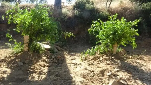 62 yıllık evli çifti ölüm bile ayıramadı! 2 saat arayla aynı kaderi yaşadılar 62 yıllık evli çifti ölüm bile ayıramadı! 2 saat arayla aynı kaderi yaşadılar