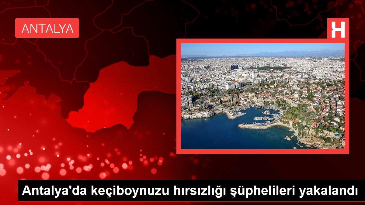 Antalya'da keçiboynuzu hırsızlığı şüphelileri yakalandı
