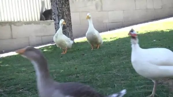 Başakşehir'de gölete bırakılmak istenen ördekler Ankara'da korumaya alındı