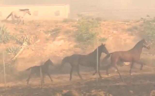 Korkusuz at ailesini yangından kurtardı o anlar kamerada