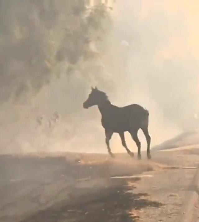 Korkusuz at ailesini yangından kurtardı o anlar kamerada