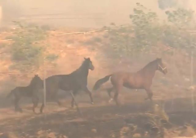 Korkusuz at ailesini yangından kurtardı o anlar kamerada