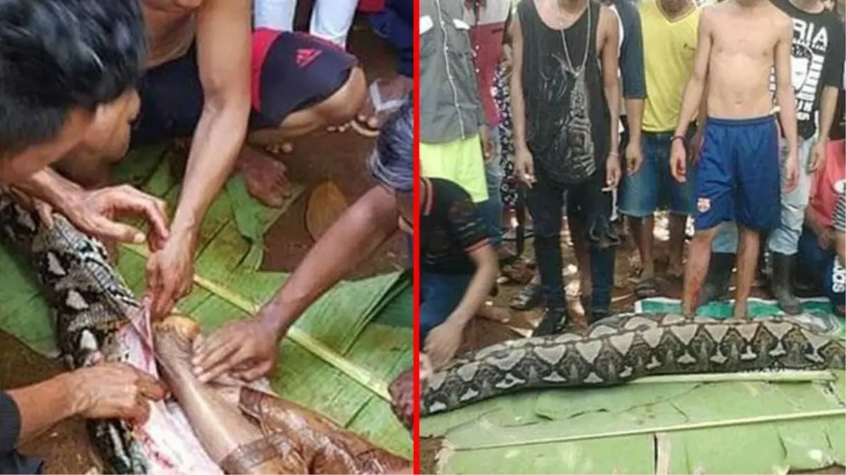 Devasa yılan, bahçedeki kadını bütün olarak yutmuştu! Endonezya'da halk yeniden aynı korkuyu yaşıyor