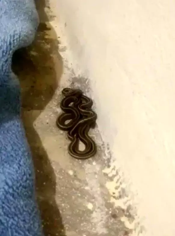 Türkiye'deki yılan ihbarına giden ekipler, evde gördükleri karşısında küçük dillerini yuttu