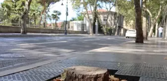İBB'nin Dolmabahçe ve Çırağan'da kestiği çınarların yerine diktiği fidanlar kurudu