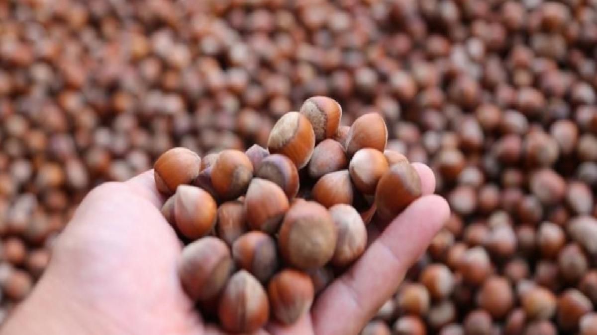 Tarım ve Orman Bakanlığı fındık rekoltesini açıkladı