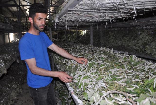 Tütüne alternatif olarak girdikleri ipek böceğinden bir ayda 1 milyon TL kazandılar