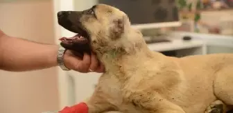 3 aylık köpeğe bunu da yaptılar! Kafa derisini yüzüp 2 kulağını kestiler