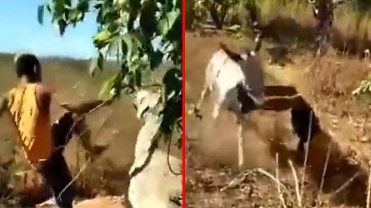 Sen misin tekme tokat dakikalarca işkence yapan! Eşeğin intikamı feci oldu