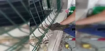 Son dakika haberleri! Sitenin tel örgüsüne sıkışan kedinin imdadına itfaiye ekipleri yetişti