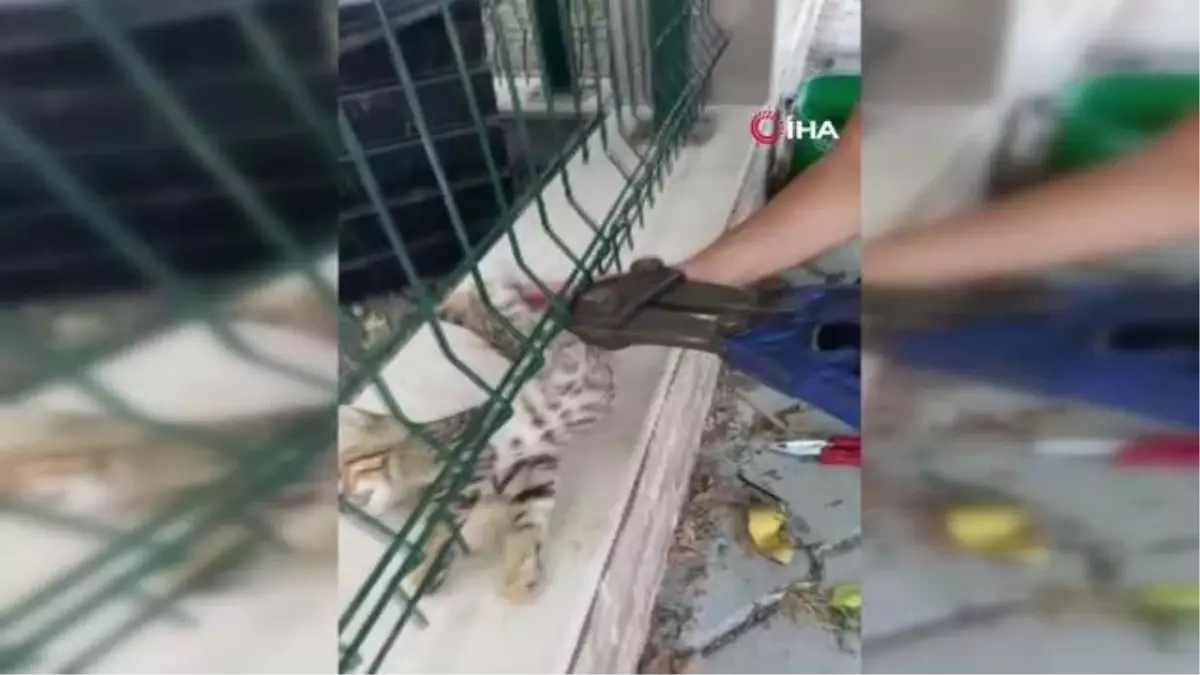 Son dakika haberleri! Sitenin tel örgüsüne sıkışan kedinin imdadına itfaiye ekipleri yetişti