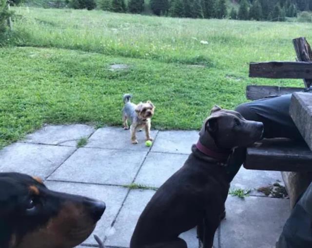 Sivas kangalının bisiklet kamerasına takılan görüntüsü İsviçre'yi karıştırdı