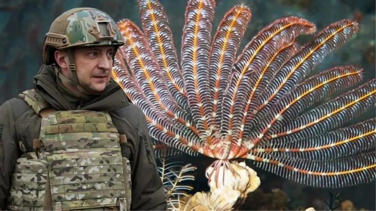 Bilim insanları, yeni keşfettikleri canlı türüne Zelenski'nin adını verdi