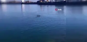 Yüzmekten bitkin düşen domuzu balıkçılar kurtardı
