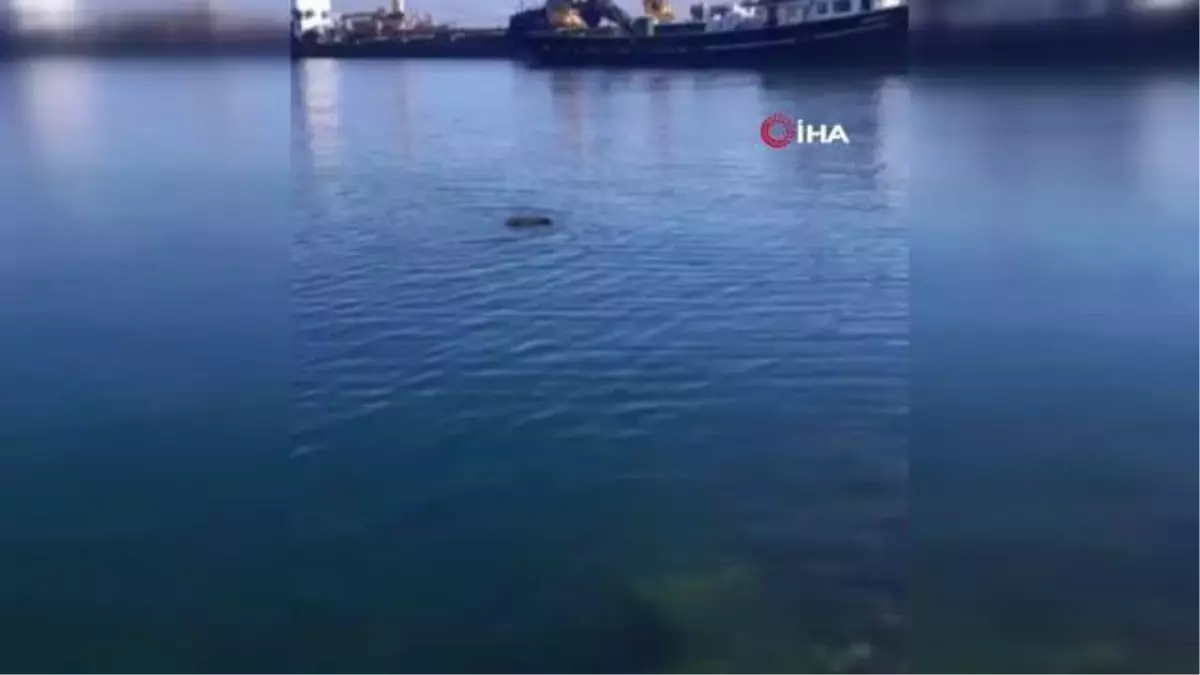 Yüzmekten bitkin düşen domuzu balıkçılar kurtardı