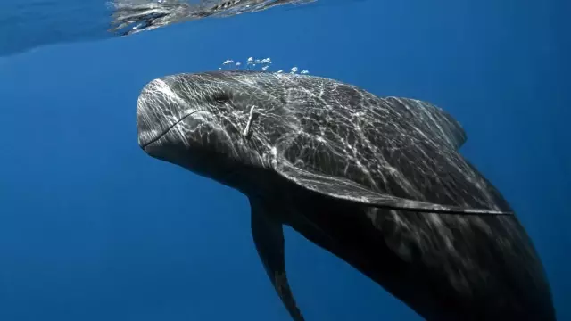 Balinalar Dünya'yı nasıl soğutuyor?