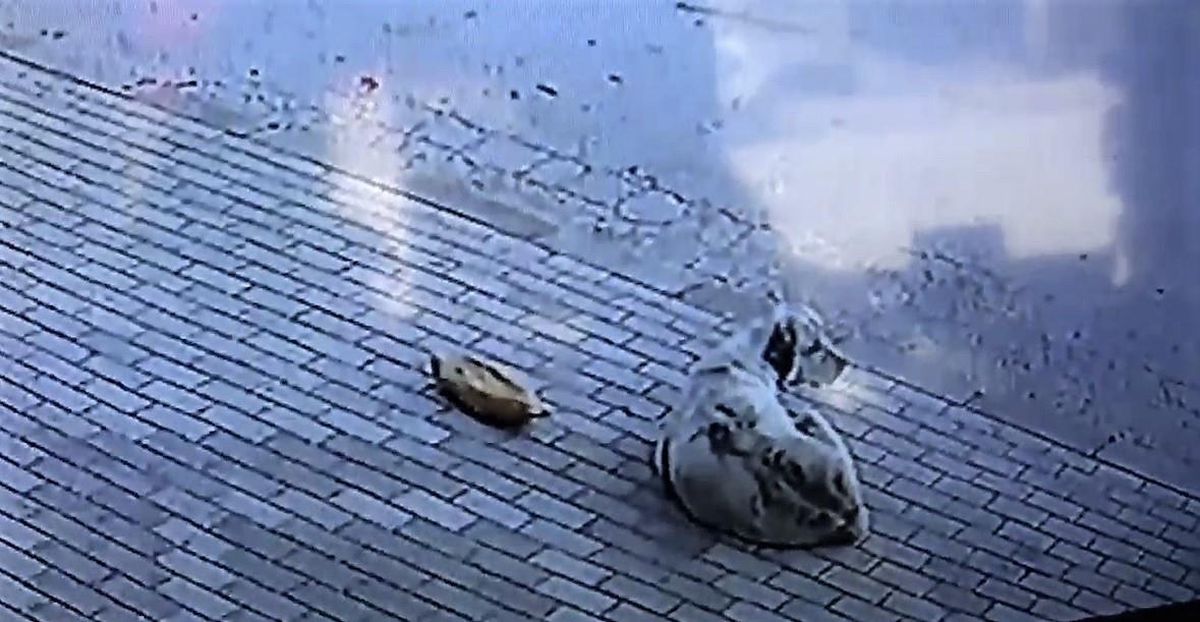 Başkasının verdiği ekmeği yemedi, iş yeri sahibini bekledi
