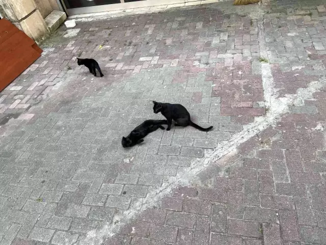 Yavruları olan sokak kedisine saldıran ev köpeği bin pişman oldu