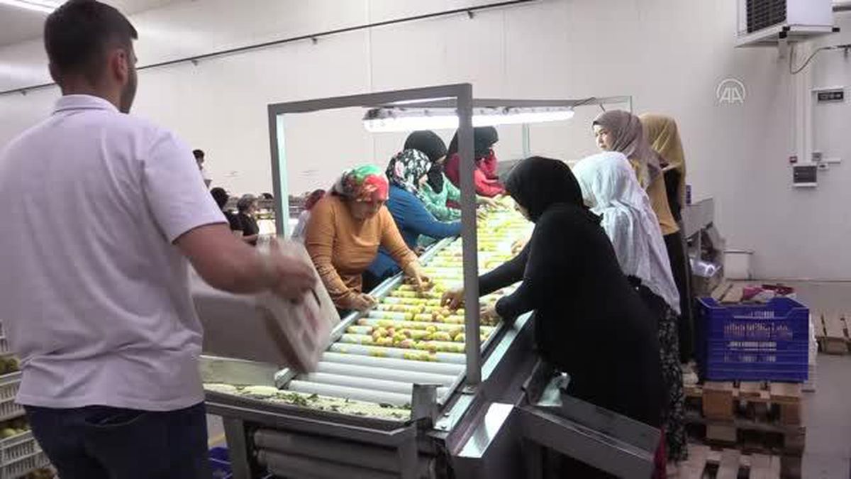 Malatya'da hasadı süren yaş kayısı ihracatında 20 bin ton hedefi