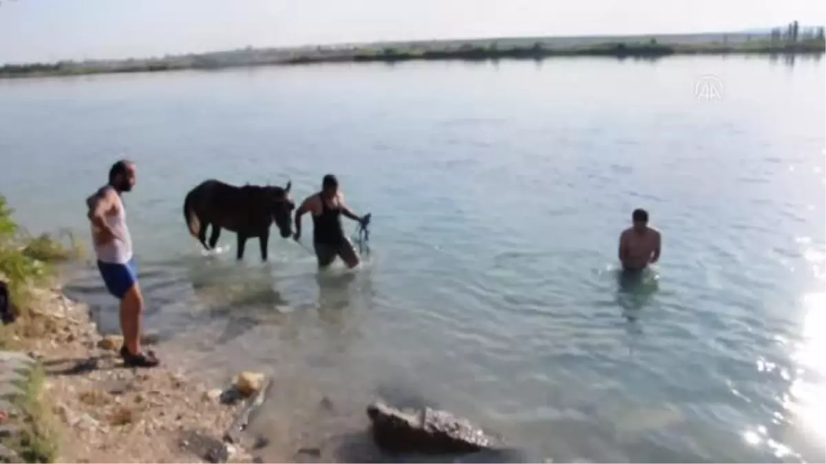 ŞANLIURFA - Sıcaktan bunalan atlar Fırat Nehri'nde serinletildi