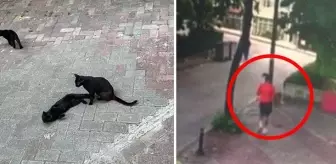 Yavrularıyla duran sokak kedisine saldıran ev köpeği bin pişman oldu
